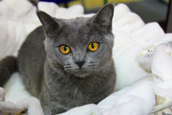 Quel est le prix d'un toilettage pour chat ?