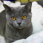 russian blue cat on white textile